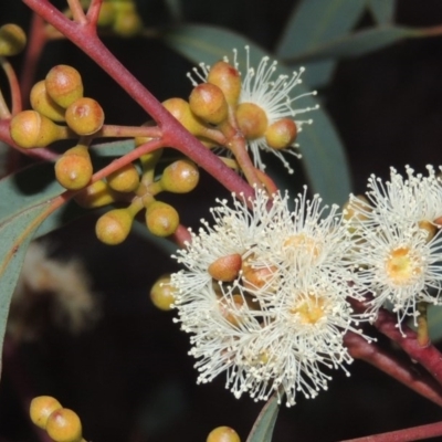 Eucalyptus mannifera (Brittle Gum) at Gordon, ACT - 10 Jul 2016 by michaelb