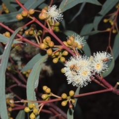 Eucalyptus mannifera at Gordon, ACT - 10 Jul 2016