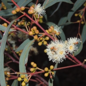 Eucalyptus mannifera at Gordon, ACT - 10 Jul 2016