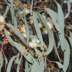 Eucalyptus mannifera at Gordon, ACT - 10 Jul 2016
