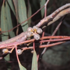 Eucalyptus mannifera at Gordon, ACT - 10 Jul 2016