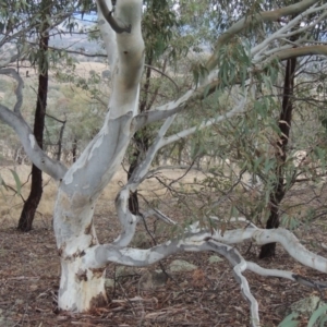 Eucalyptus mannifera at Gordon, ACT - 10 Jul 2016