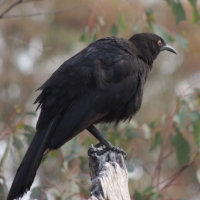 Corcorax melanorhamphos (White-winged Chough) at Calwell, ACT - 8 Oct 2015 by michaelb