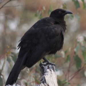 Corcorax melanorhamphos at Calwell, ACT - 8 Oct 2015 06:23 PM