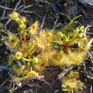 Drosera sp. at Tennent, ACT - 31 Aug 2014