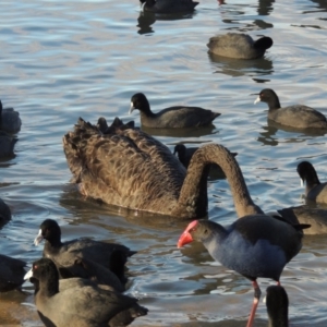 Fulica atra at Gordon, ACT - 21 Aug 2014 12:00 AM