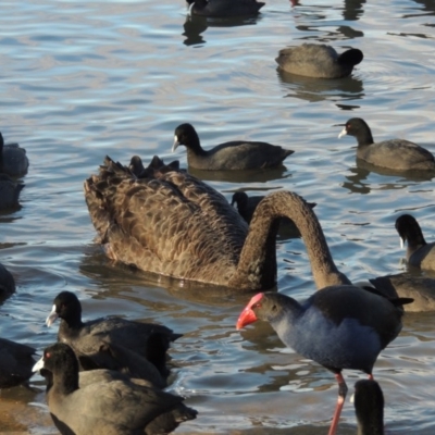 Fulica atra (Eurasian Coot) at Gordon, ACT - 21 Aug 2014 by michaelb