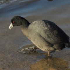 Fulica atra (Eurasian Coot) at Lake Tuggeranong - 22 Aug 2014 by michaelb