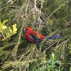 Platycercus elegans (Crimson Rosella) at Flynn, ACT - 24 Jul 2016 by DebM