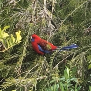 Platycercus elegans at Flynn, ACT - 24 Jul 2016