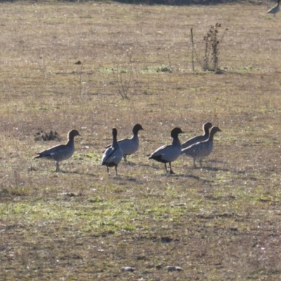 Chenonetta jubata (Australian Wood Duck) at Jerrabomberra, ACT - 17 Jul 2016 by Mike