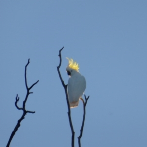 Cacatua galerita at Symonston, ACT - 17 Jul 2016