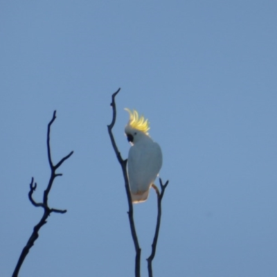 Cacatua galerita (Sulphur-crested Cockatoo) at Symonston, ACT - 17 Jul 2016 by Mike