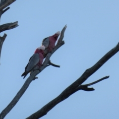 Eolophus roseicapilla (Galah) at Symonston, ACT - 17 Jul 2016 by Mike