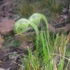 Pterostylis nutans (Nodding Greenhood) at Black Mountain - 24 Jul 2016 by MattM