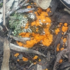 Pyronemataceae (A cup fungus familiy) at Black Mountain - 24 Jul 2016 by MattM