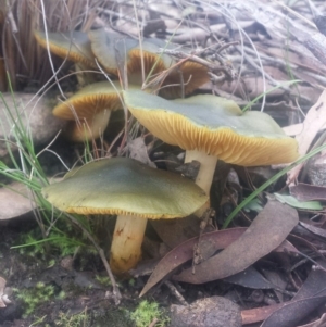 Cortinarius austrovenetus at Acton, ACT - 24 Jul 2016 10:49 PM