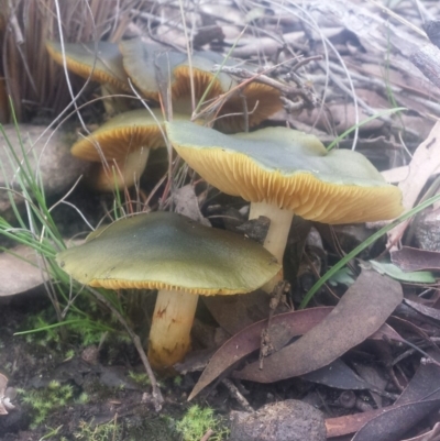 Cortinarius austrovenetus (Green Skinhead) at Acton, ACT - 24 Jul 2016 by MattM