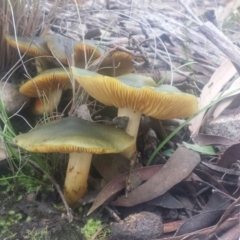 Cortinarius austrovenetus at Acton, ACT - 24 Jul 2016 10:49 PM