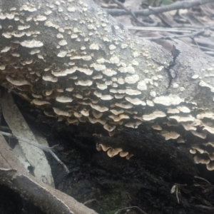 Stereum sp. at Acton, ACT - 24 Jul 2016 11:08 PM