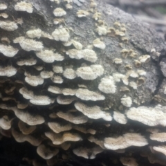 Stereum sp. at Acton, ACT - 24 Jul 2016 11:08 PM