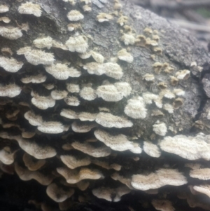 Stereum sp. at Acton, ACT - 24 Jul 2016 11:08 PM