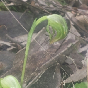 Pterostylis nutans at Acton, ACT - 24 Jul 2016