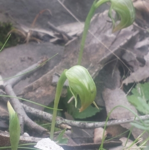 Pterostylis nutans at Acton, ACT - suppressed