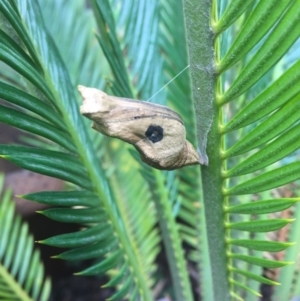 Papilio aegeus at Canberra, ACT - 25 Jul 2016