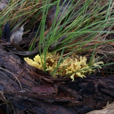 Ramaria sp. (A Coral fungus) at Mulligans Flat - 25 Jul 2016 by JasonC