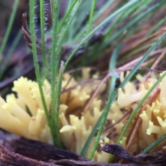 Ramaria sp. at Forde, ACT - 25 Jul 2016