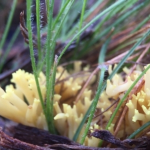 Ramaria sp. at Forde, ACT - 25 Jul 2016 10:05 AM