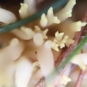 Ramaria sp. at Forde, ACT - 25 Jul 2016 10:05 AM