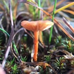 Laccaria sp. (Laccaria) at Mulligans Flat - 25 Jul 2016 by JasonC