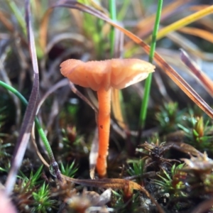 Laccaria sp. at Forde, ACT - 25 Jul 2016