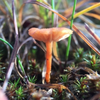 Laccaria sp. (Laccaria) at Mulligans Flat - 25 Jul 2016 by JasonC