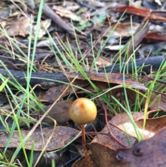 Stropharia sp. (Stropharia) at Mulligans Flat - 25 Jul 2016 by JasonC