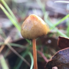 Stropharia sp. at Forde, ACT - 25 Jul 2016