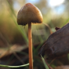 Stropharia sp. at Forde, ACT - 25 Jul 2016