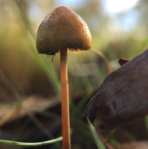 Stropharia sp. at Forde, ACT - 25 Jul 2016