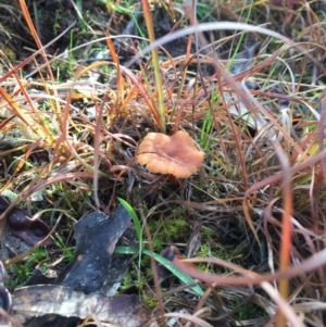 Laccaria sp. at Forde, ACT - 25 Jul 2016