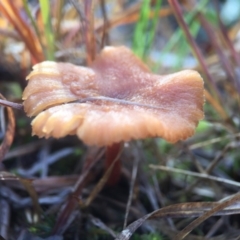 Laccaria sp. at Forde, ACT - 25 Jul 2016