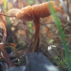 Laccaria sp. at Forde, ACT - 25 Jul 2016