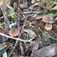 Entoloma sp. (Entoloma) at Mulligans Flat - 25 Jul 2016 by JasonC