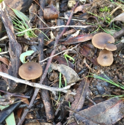 Entoloma (genus) (Entoloma) at Forde, ACT - 25 Jul 2016 by JasonC