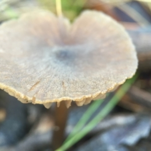 Entoloma sp. at Forde, ACT - 25 Jul 2016 12:02 PM