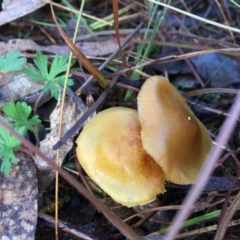 Dermocybe sp. at Mulligans Flat - 25 Jul 2016 by JasonC