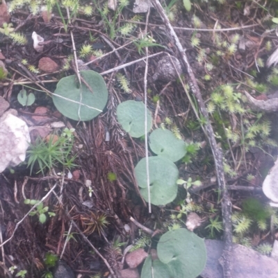 Corysanthes sp. (A Helmet Orchid) by MattM