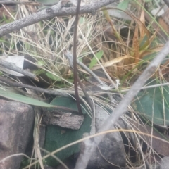 Acianthus sp. at Acton, ACT - suppressed