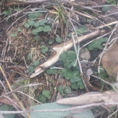 Acianthus sp. at Acton, ACT - suppressed